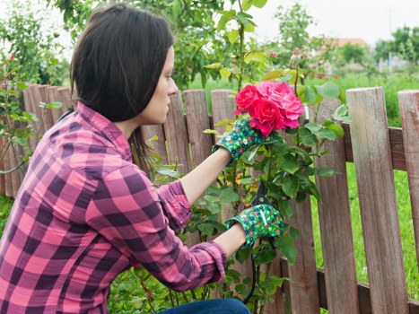Professional hedge maintenance improving a residential boundary