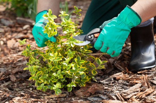 Patio cleaning in Dartmouth Park on a moss-covered stone surface