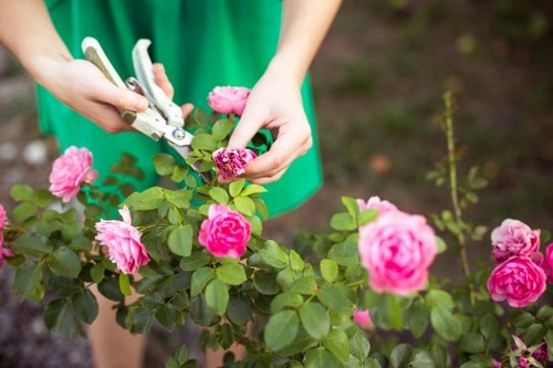 Seasonal lawn mowing care for a shaded Dartmouth Park garden