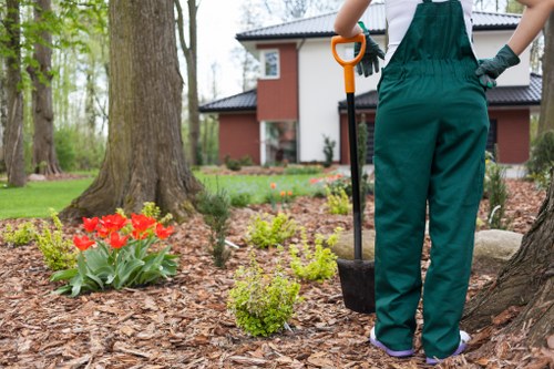 Tree felling and stump removal service in Dartmouth Park